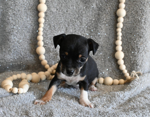 Chihuahua For Sale Mt Vernon OH Female-Lucy