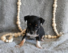 Chihuahua For Sale Mt Vernon OH Female-Lucy