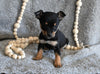 Chihuahua For Sale Mt Vernon OH Female-Molly