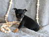 Chihuahua For Sale Mt Vernon OH Female-Molly