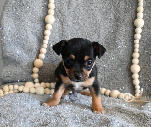 Chihuahua For Sale Mt Vernon OH Male-Bristol