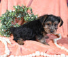 Yorkshire Terrier For Sale Baltic OH Male-Louie