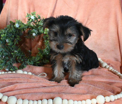 Yorkshire Terrier For Sale Baltic OH Male-Lakota