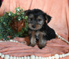 Yorkshire Terrier For Sale Baltic OH Male-Lakota