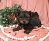 Morkie For Sale Baltic OH Male-Benji