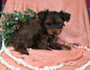 Morkie For Sale Baltic OH Male-Benji