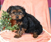 Morkie For Sale Baltic OH Male-Buster