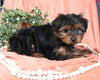 Morkie For Sale Baltic OH Male-Buster