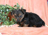 Yorkshire Terrier For Sale Baltic OH Female-Mia