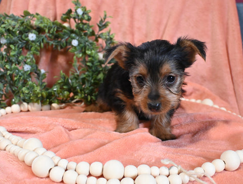Yorkshire Terrier For Sale Baltic OH Female-Molly