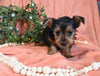 Yorkshire Terrier For Sale Baltic OH Female-Molly