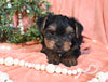 Yorkshire Terrier For Sale Baltic OH Male-Murphy