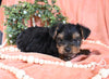 Yorkshire Terrier For Sale Baltic OH Male-Murphy