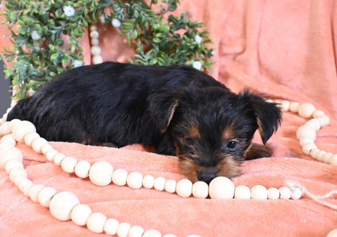 Yorkshire Terrier For Sale Baltic OH Male-Miso