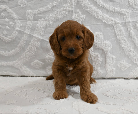 Mini F1BB Goldendoodle For ale Sugarcreek OH Female-Magnolia