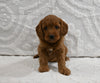 Mini F1BB Goldendoodle For ale Sugarcreek OH Female-Magnolia