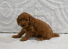 Mini F1BB Goldendoodle For ale Sugarcreek OH Female-Magnolia