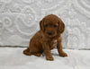 Mini F1BB Goldendoodle For ale Sugarcreek OH Female-Magnolia