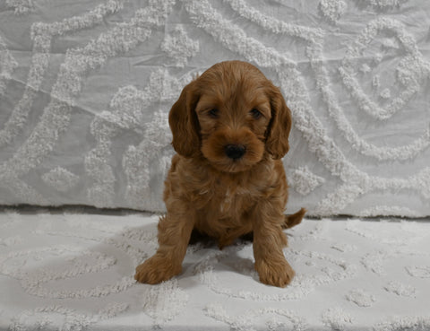 Mini F1BB Goldendoodle For Sale Sugarcreek OH Male-Mason