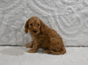 Mini F1BB Goldendoodle For Sale Sugarcreek OH Male-Mason