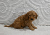 Mini F1BB Goldendoodle For Sale Sugarcreek OH Male-Mason