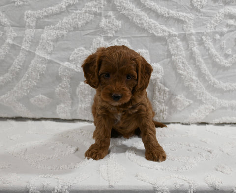 Mini F1BB Goldendoodle For Sale Sugarcreek OH Female-Marigold