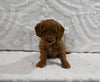 Mini F1BB Goldendoodle For Sale Sugarcreek OH Female-Marigold