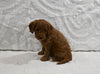 Mini F1BB Goldendoodle For Sale Sugarcreek OH Female-Marigold