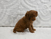 Mini F1BB Goldendoodle For Sale Sugarcreek OH Female-Marigold