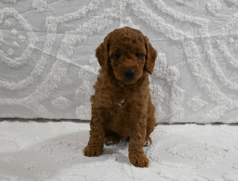 Mini F1BB Goldendoodle For Sale Sugarcreek OH Male-Morris