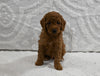 Mini F1BB Goldendoodle For Sale Sugarcreek OH Male-Morris