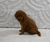 Mini F1BB Goldendoodle For Sale Sugarcreek OH Male-Morris
