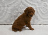 Mini F1BB Goldendoodle For Sale Sugarcreek OH Male-Morris