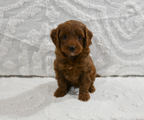 Mini F1BB Goldendoodle For Sale Sugarcreek OH Male-Mickey