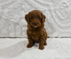 Mini F1BB Goldendoodle For Sale Sugarcreek OH Male-Mickey