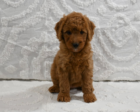 Mini F1B Goldendoodle For Sale Sugarcreek OH Female-Penny