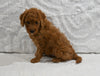 Mini F1B Goldendoodle For Sale Sugarcreek OH Female-Penny