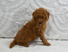 Mini F1B Goldendoodle For Sale Sugarcreek OH Female-Penny