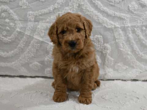Mini F1B Goldendoodle For Sale Sugarcreek OH Male-Perry