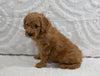 Mini F1B Goldendoodle For Sale Sugarcreek OH Male-Perry
