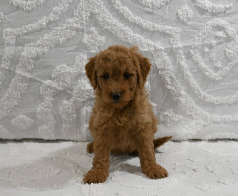 Mini F1B Goldendoodle For Sale Sugarcreek OH Female-Posy
