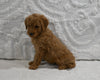Mini F1B Goldendoodle For Sale Sugarcreek OH Female-Posy
