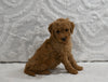 Mini F1B Goldendoodle For Sale Sugarcreek OH Female-Posy