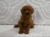 Mini F1B Goldendoodle for Sale Sugarcreek OH Male-Patrick