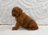 Mini F1B Goldendoodle for Sale Sugarcreek OH Male-Patrick