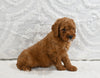 Mini F1B Goldendoodle for Sale Sugarcreek OH Male-Patrick