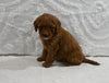 Mini F1B Goldendoodle For Sale Sugarcreek OH Male-Peter