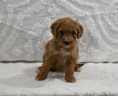 Mini F1B Goldendoodle For Sale Sugarcreek OH Female-Patty