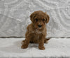 Mini F1B Goldendoodle For Sale Sugarcreek OH Female-Patty