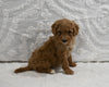 Mini F1B Goldendoodle For Sale Sugarcreek OH Female-Patty